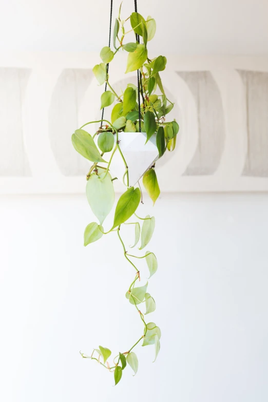 a green plant on a plant holder and hanging from a ceiling