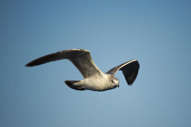 a bird flying through the air in front of a blue sky