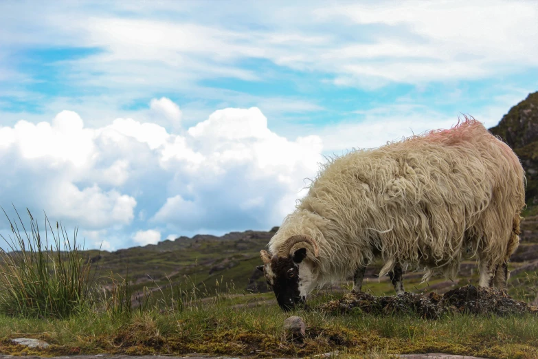 an animal with long wool eating grass next to a river