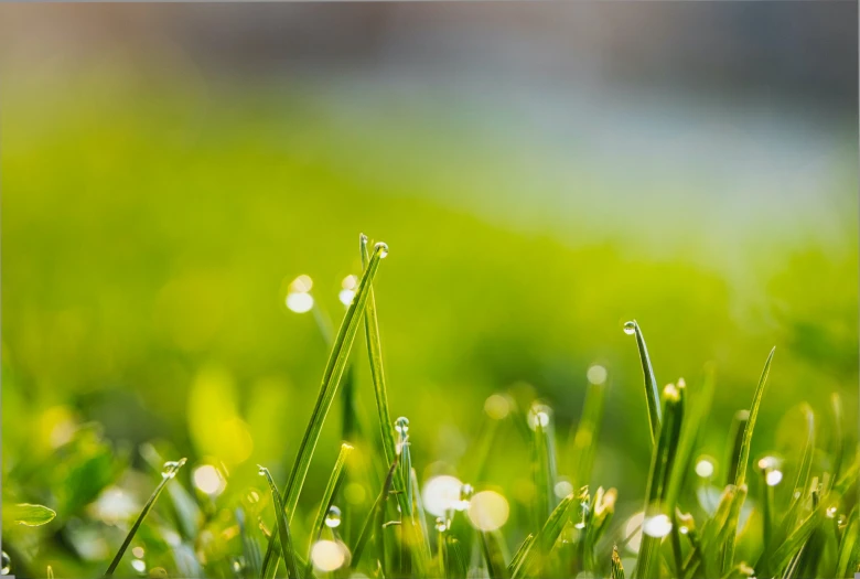 small drops of water are on the blade of grass