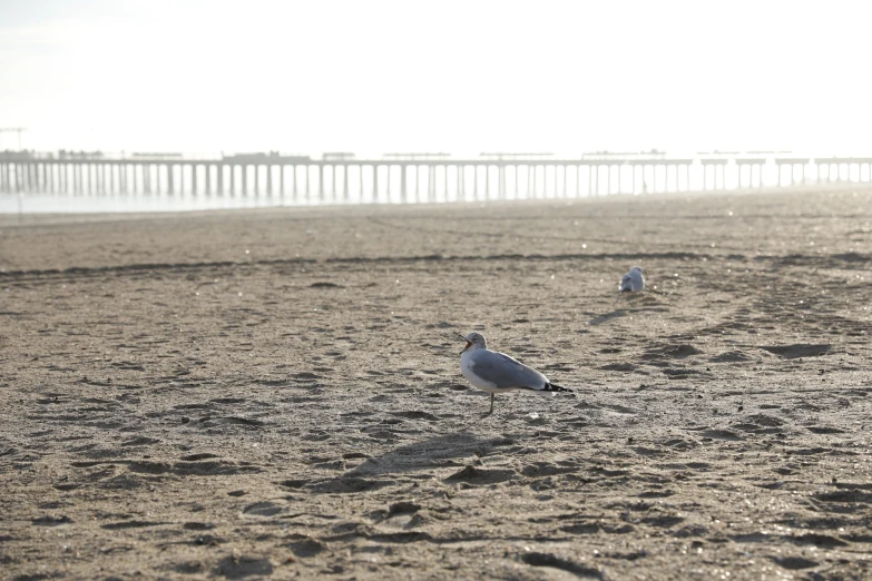 two small birds on the sand next to water