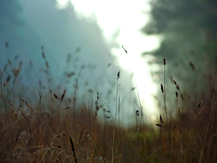 some weeds and some tall grass with the sun in the background