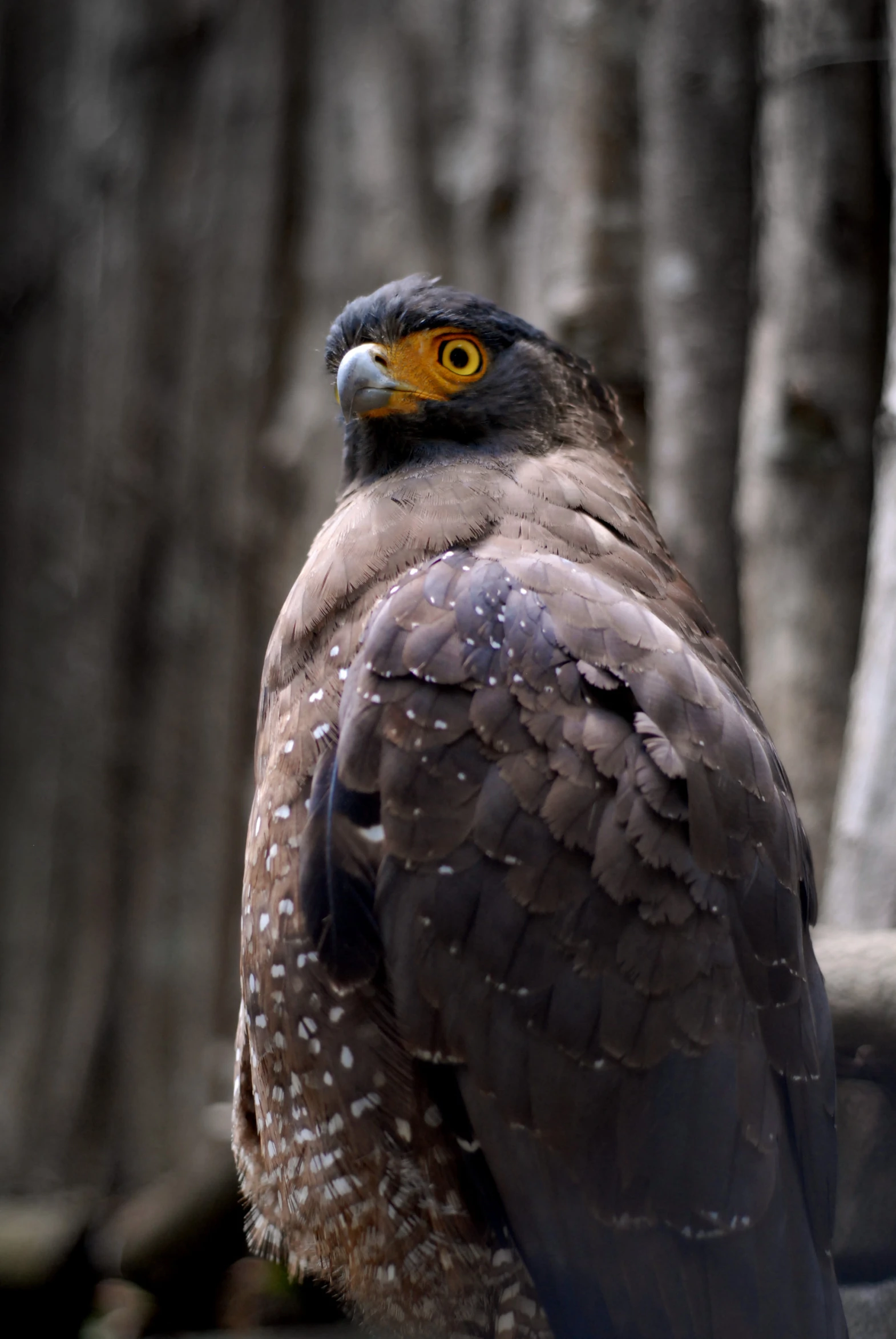 a very big pretty bird with very large wings