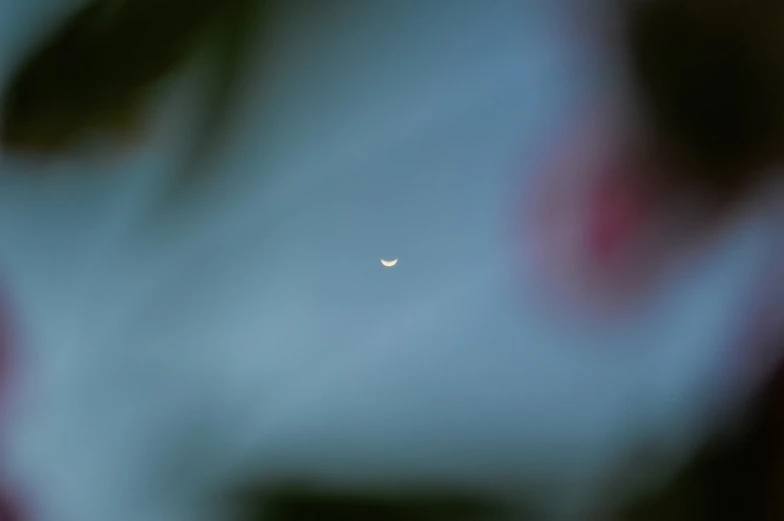 blurry image of a bright moon visible over a forest