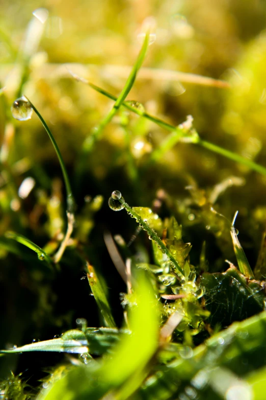 some drops of dew sit on the grass