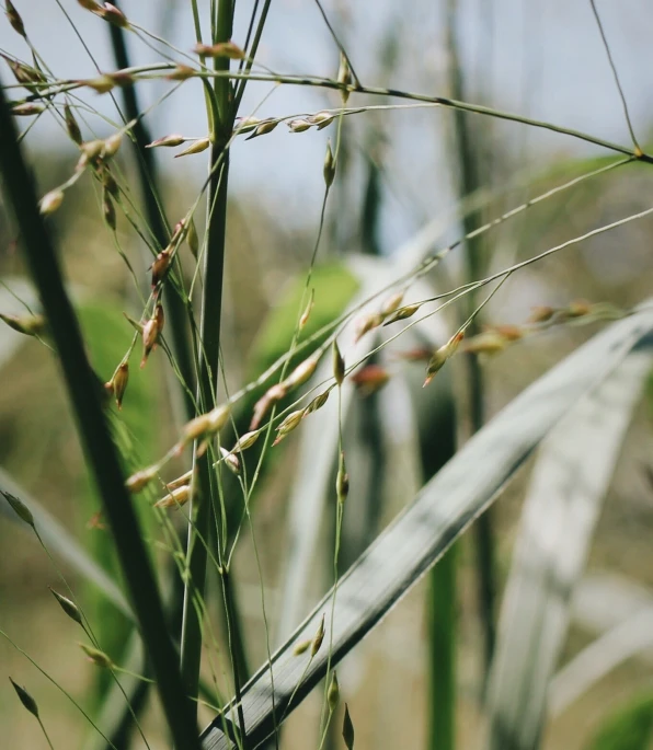 the stems of an oriental bamboo plant growing in sunlight