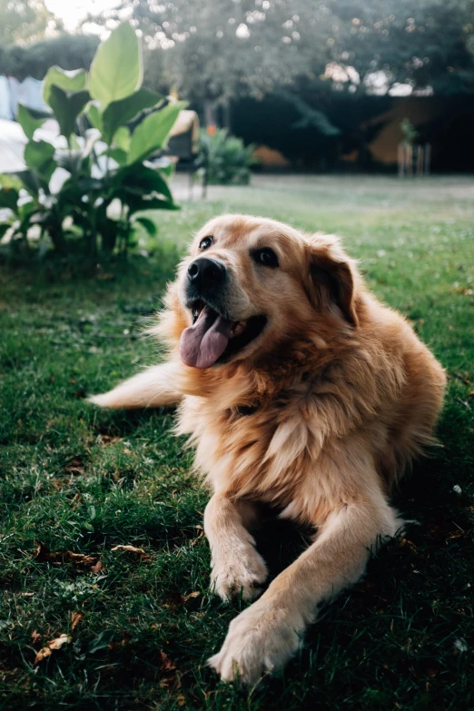 a golden retriever lies on grass in the sun