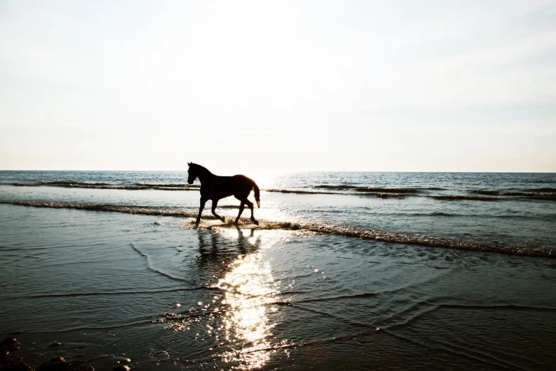 a horse standing on top of a beach next to the ocean