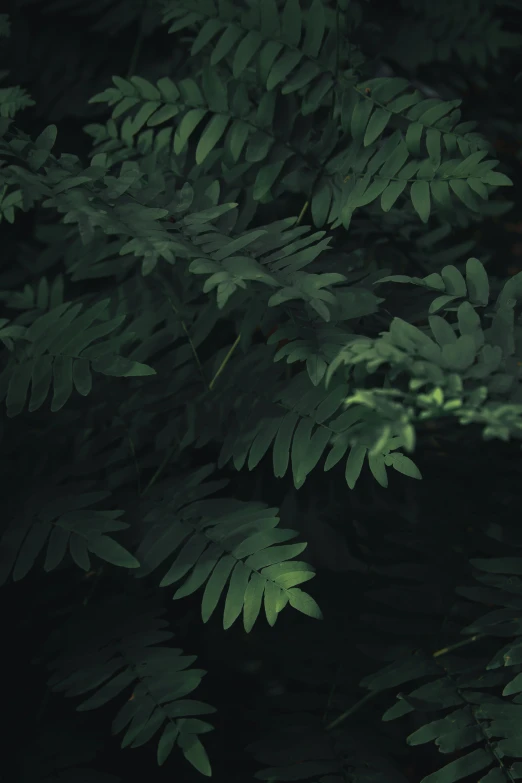 leaves on a tree in the forest