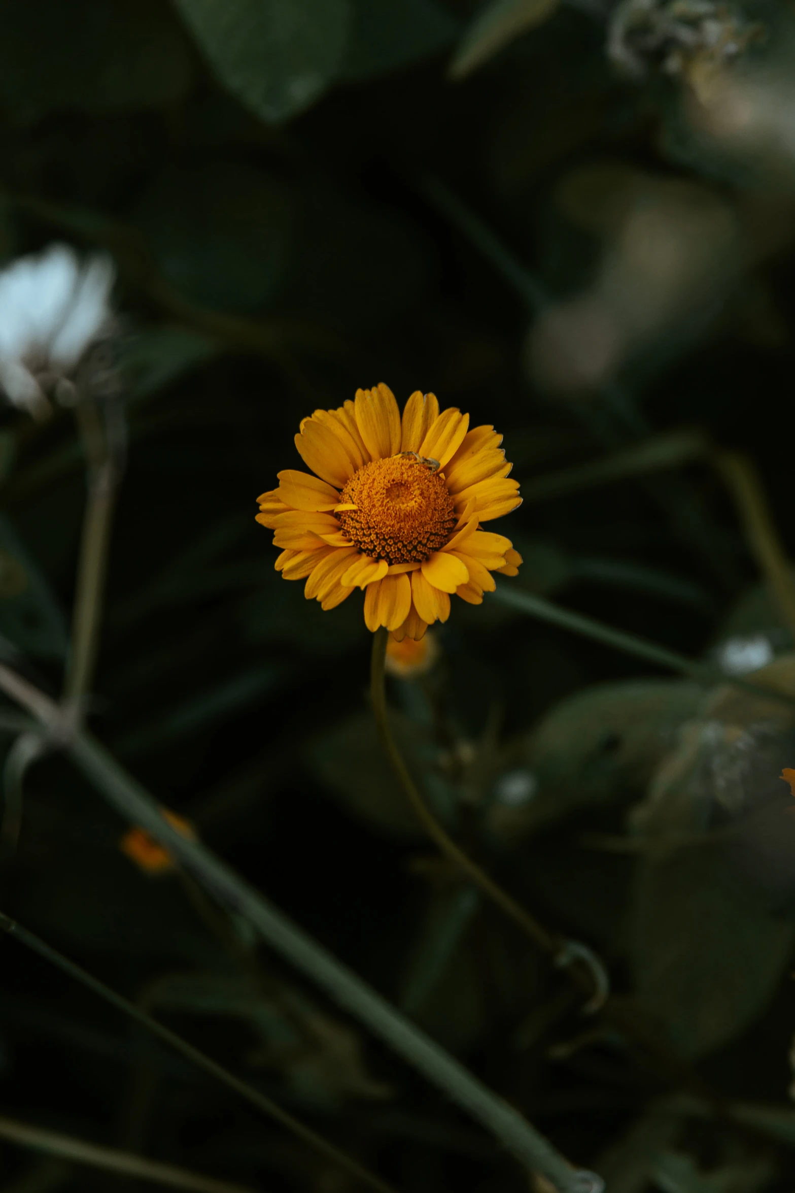 a single yellow flower is blooming through the foliage