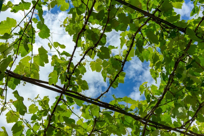 some trees nches with green leaves and blue sky in the background