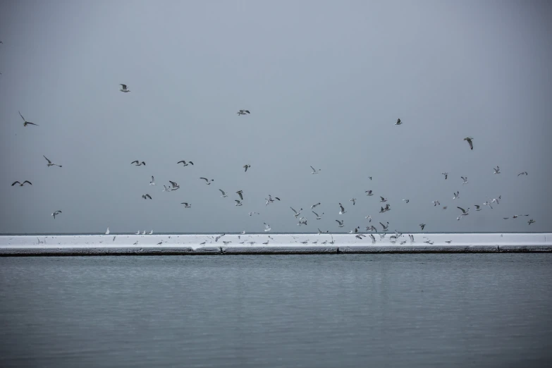 a flock of birds are flying low over the water