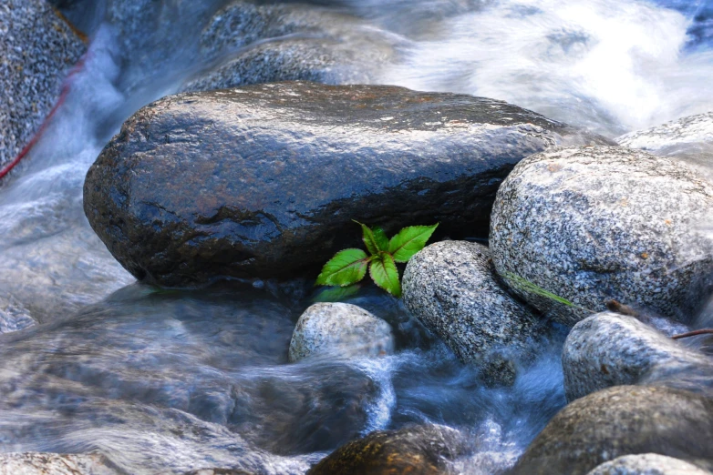 the small plant is resting on the large rocks