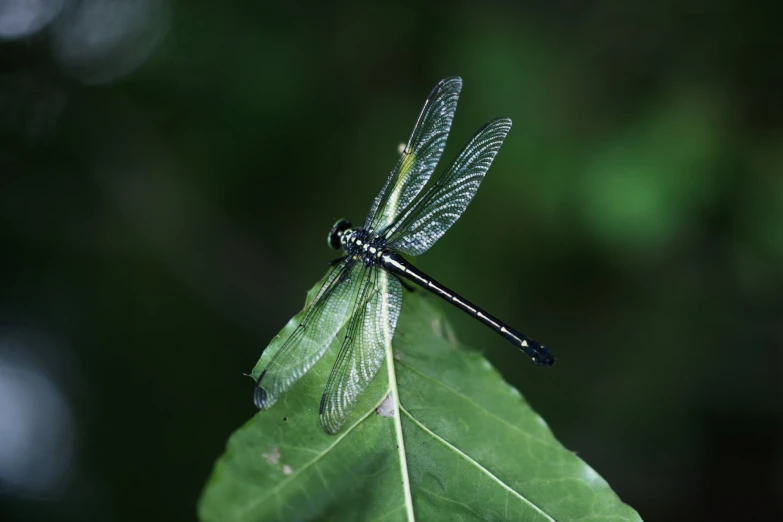 a blue dragonfly is resting on a large leaf