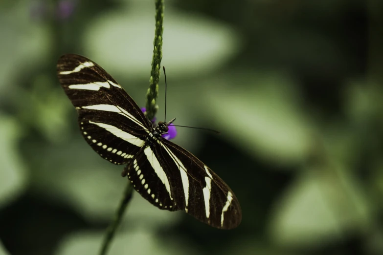 a erfly perched on top of a green plant