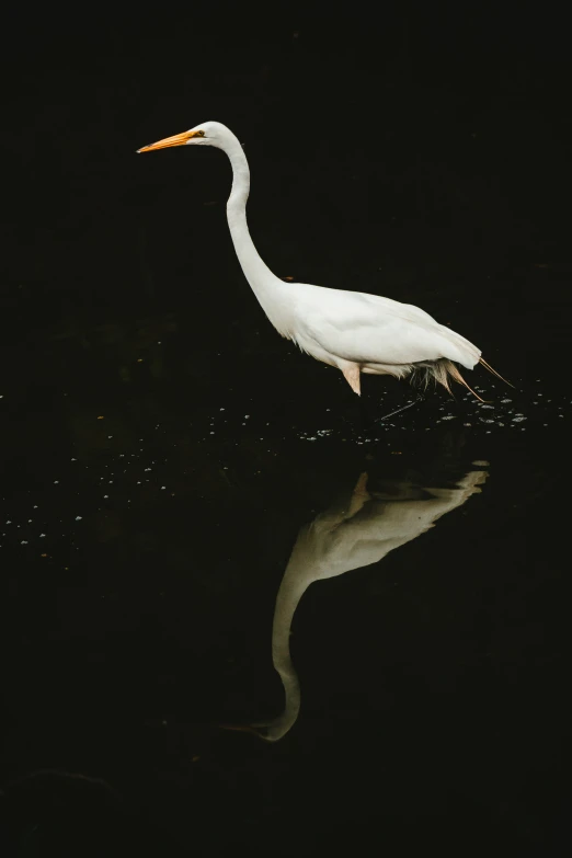 a white bird is standing on a black background