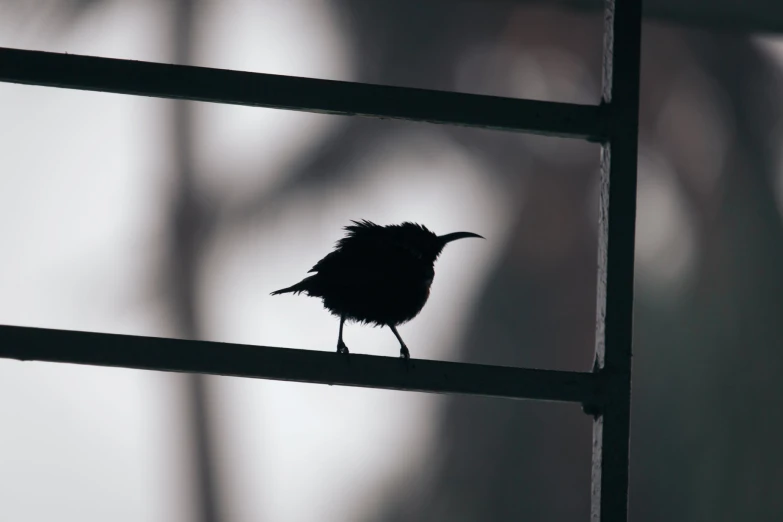 a small bird perched on a metal bars