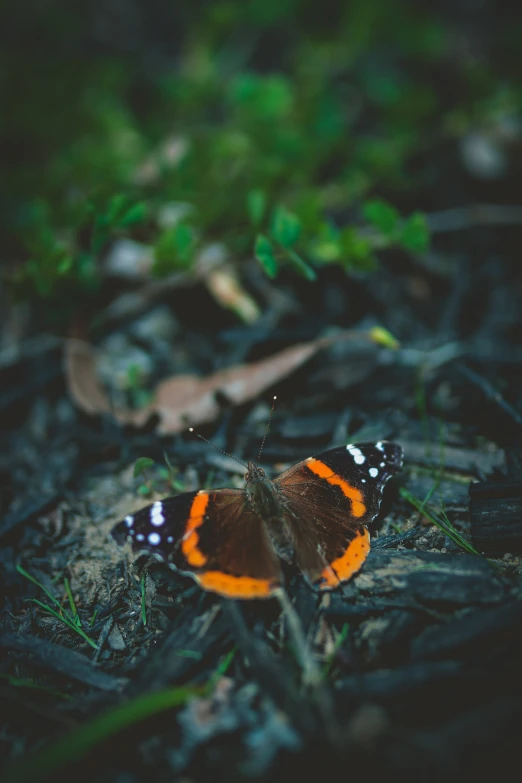 a close up of a small brown and orange erfly