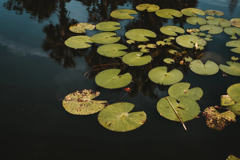 lily pads are floating in the calm water