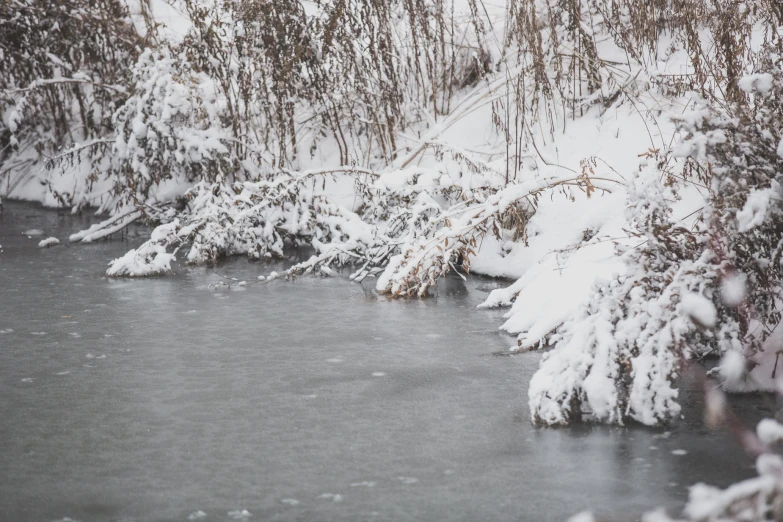 an icy river is next to snowy trees