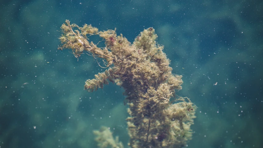 some sort of thing floating on the water surface