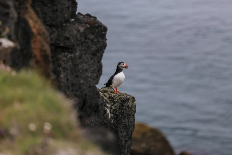 a seagull standing on the edge of a cliff next to the ocean