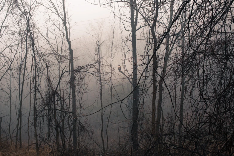 some trees in the woods with fog on them