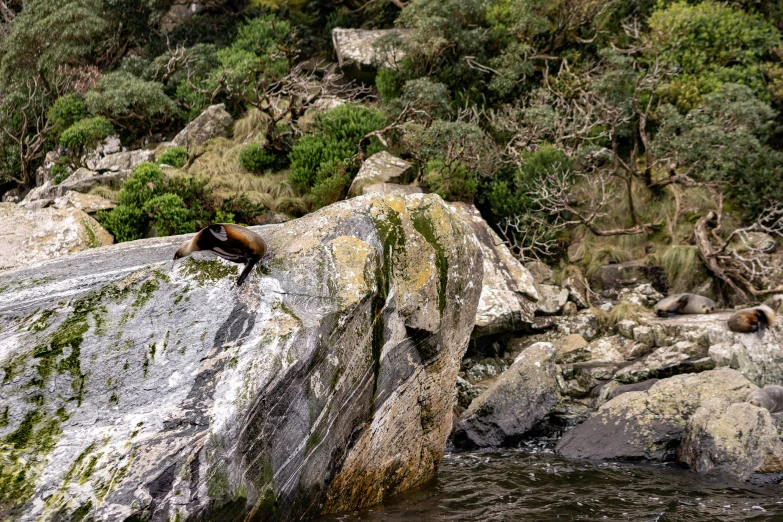 an animal laying on top of a rock in the water