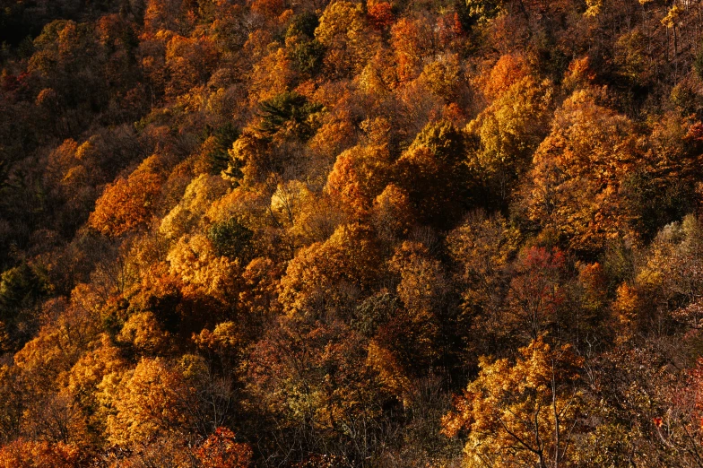 trees in autumn colors showing the leaves changing