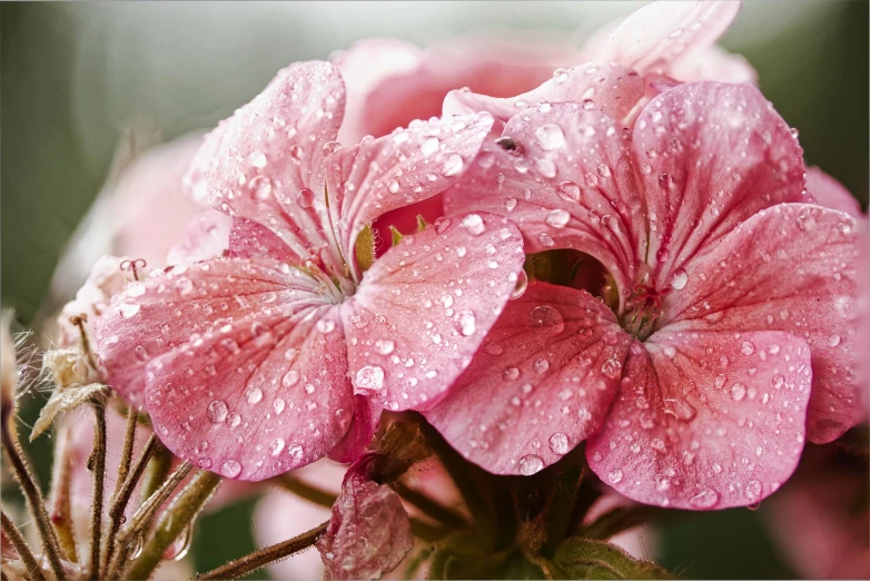 a close up of pink flowers with drops of water