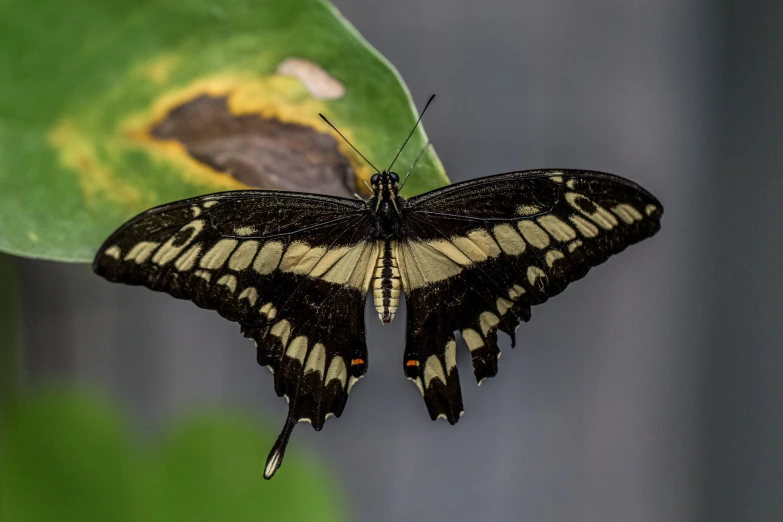 a black and yellow erfly resting on a green leaf