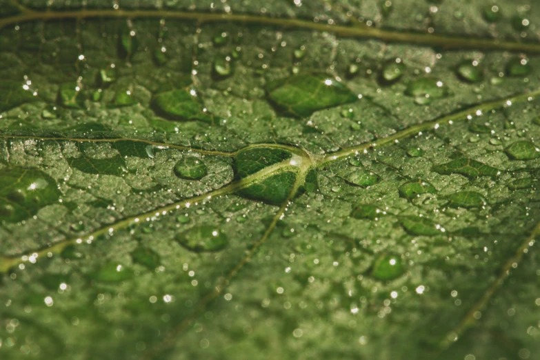 a close up of a water droplet on a green leaf