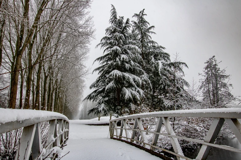 a pathway through the woods covered in snow