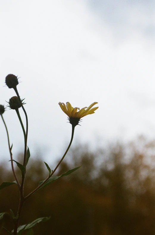 a closeup of some flowers in the sunlight