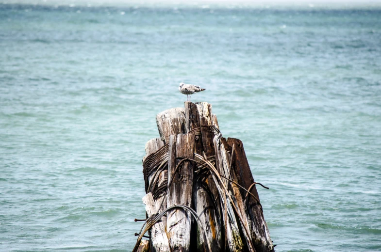 there is a bird sitting on a dead tree in the ocean