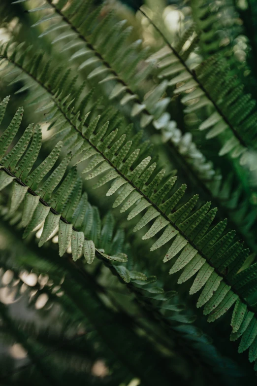 a large leaf in front of a bush