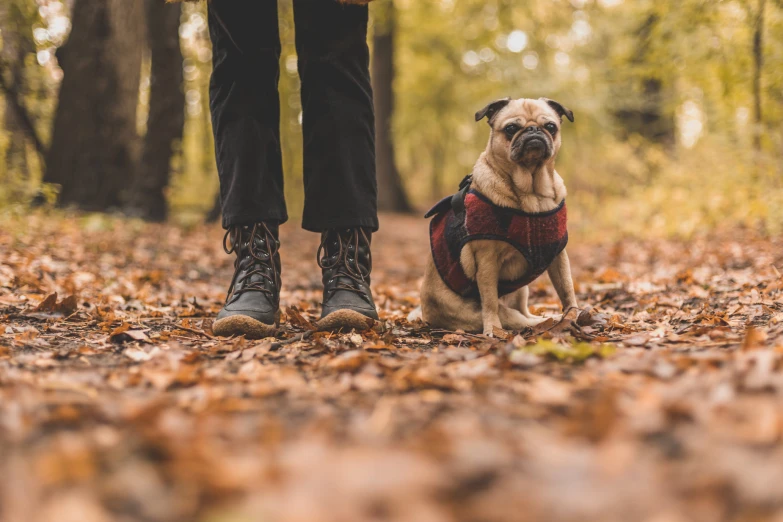 a dog is standing with a person in boots