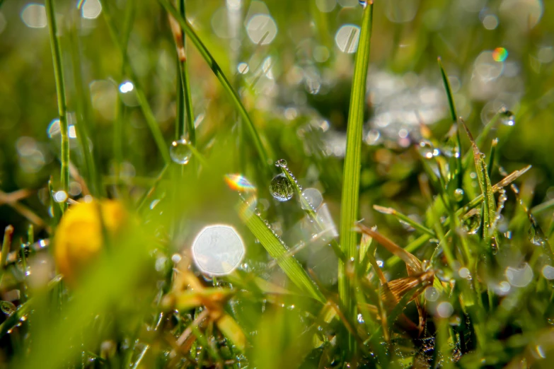 dew covered grass that has some tiny water drops on it