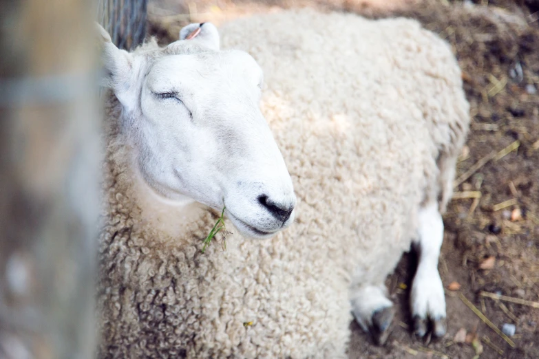 a sheep leaning against a fence with its head on top of it