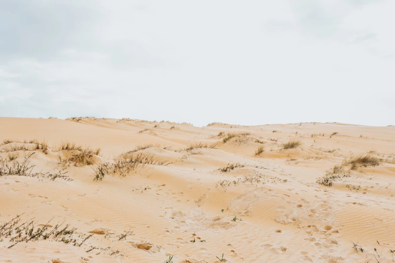 there is some sand and plants growing on it