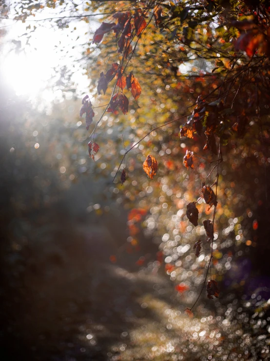 the sun shining through leaves in the fall