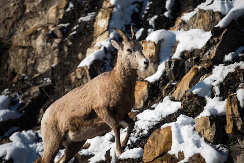 a goat standing on the side of a snow covered slope