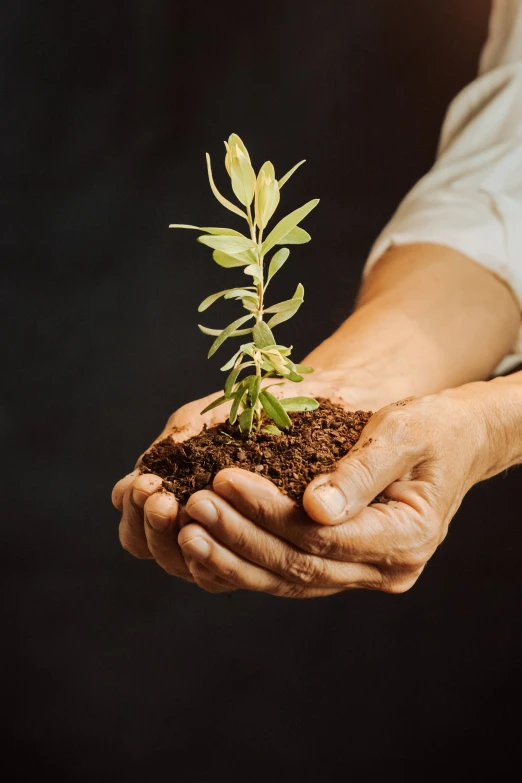 someone holding out their hand with a plant growing from dirt