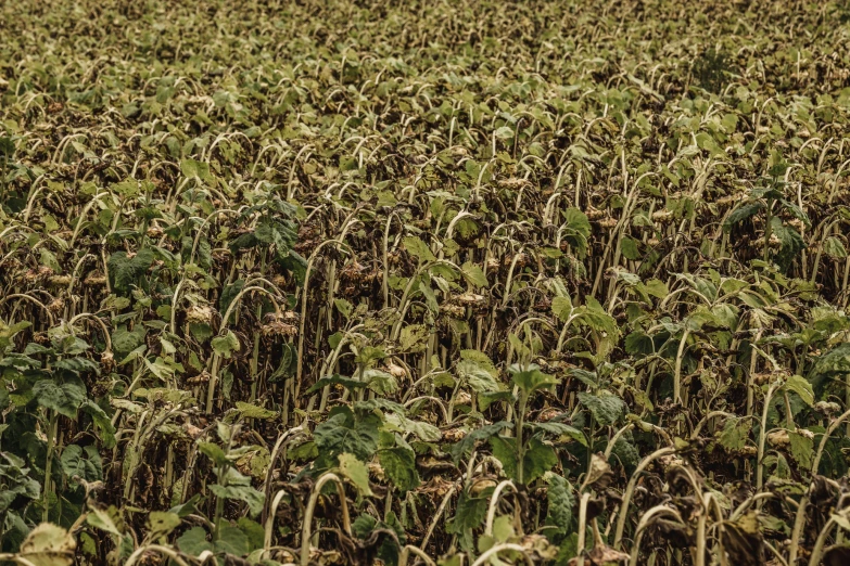 a large green field with plants growing inside