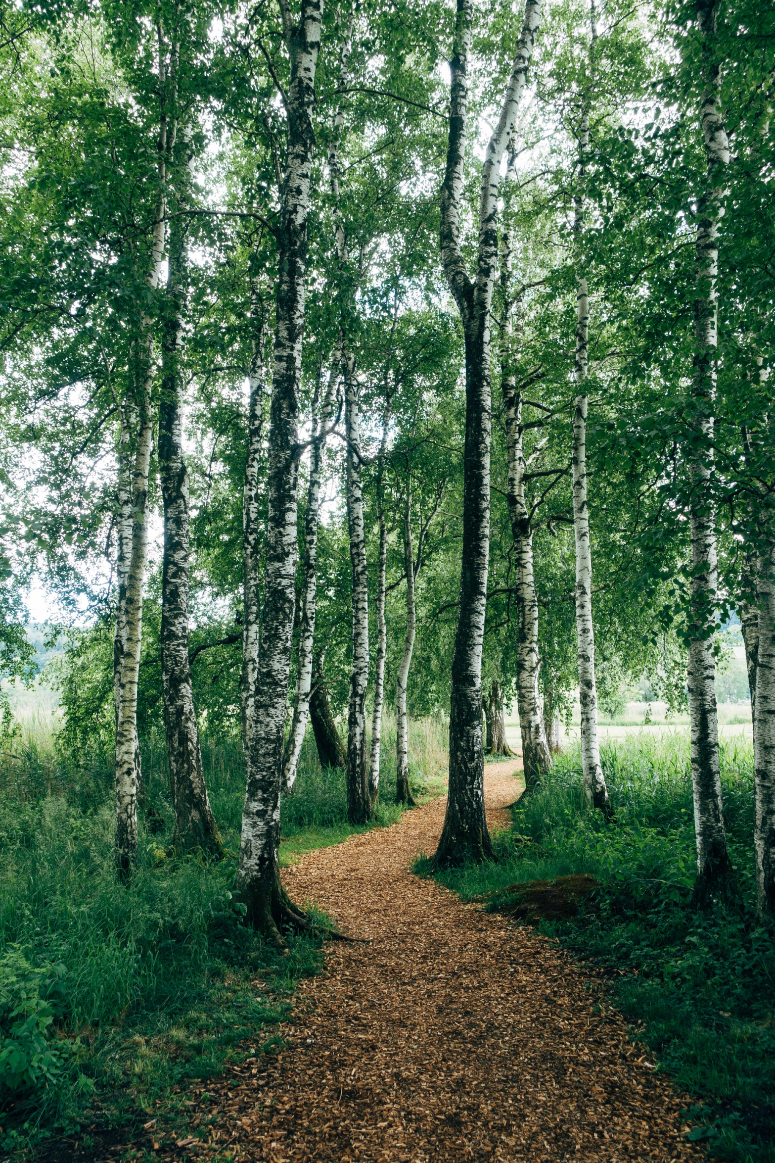 a path in the middle of some trees in a park