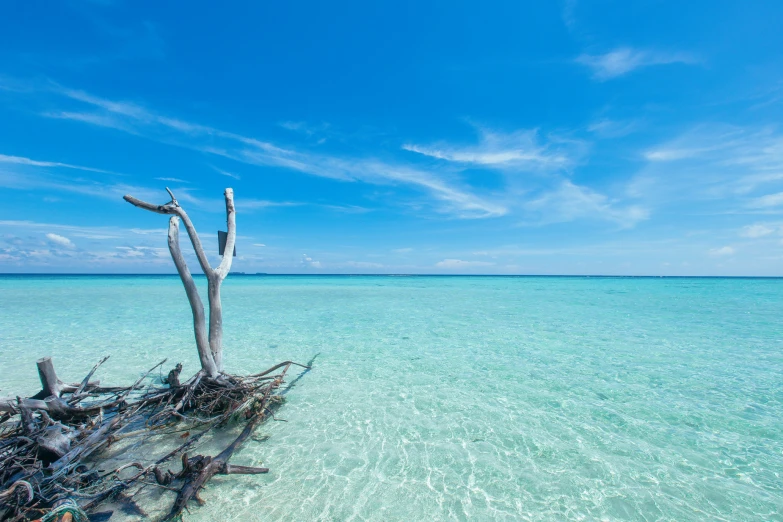 a tree stump sitting in the middle of blue water