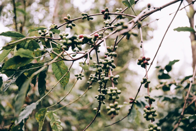 the berry nches and leaves are almost gone