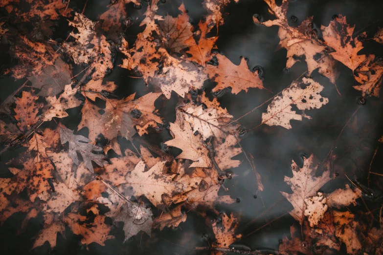 a close up po of leaves in fall color