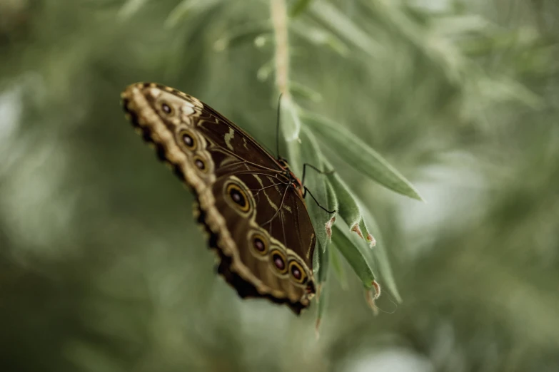 an image of a brown erfly sitting on a green nch