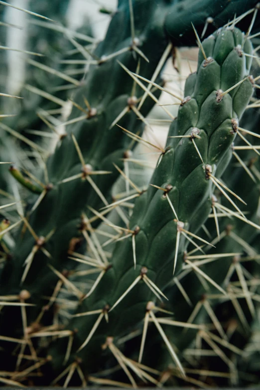 an image of cactus with the top part of its cone